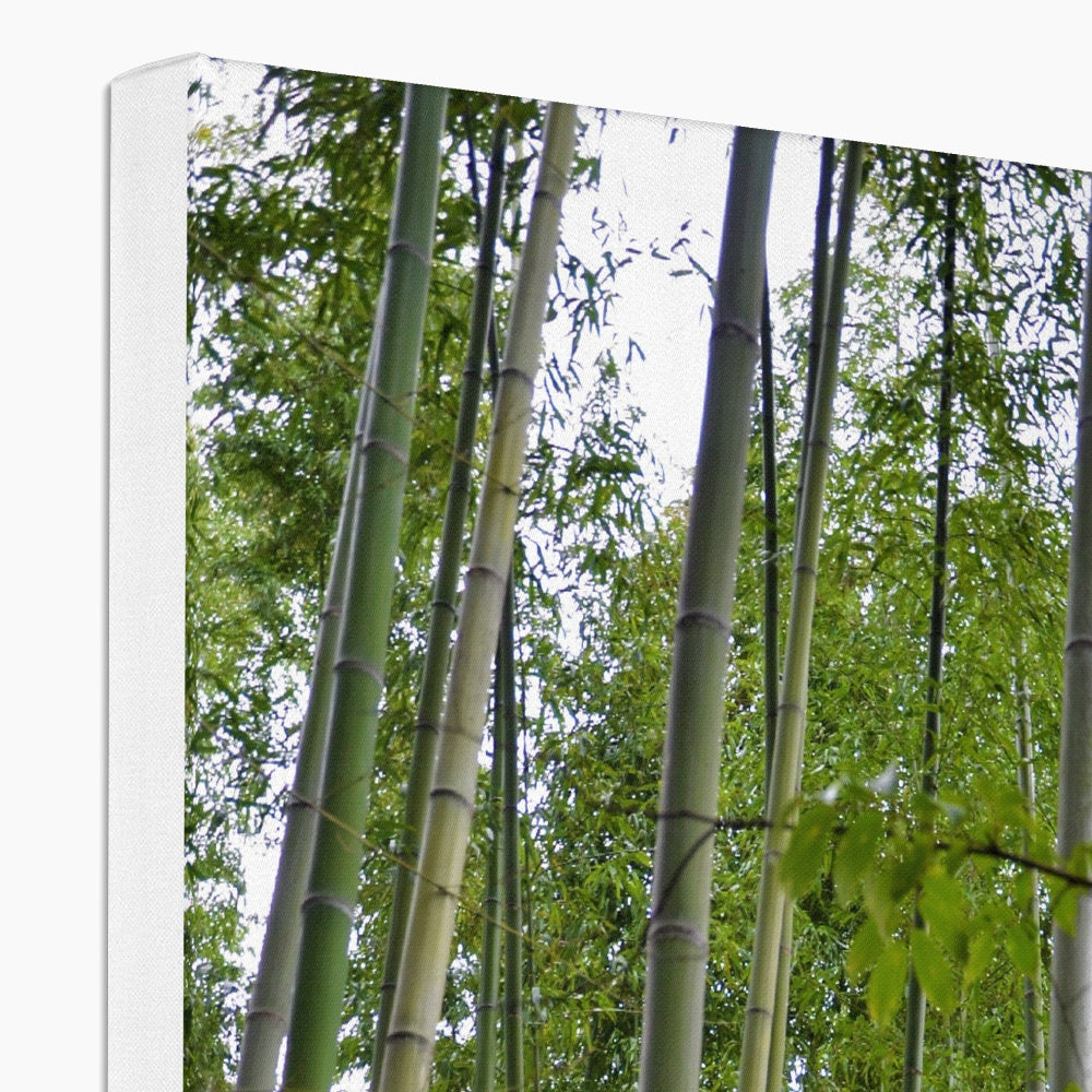 Nature: Bamboo Forest Eco Canvas