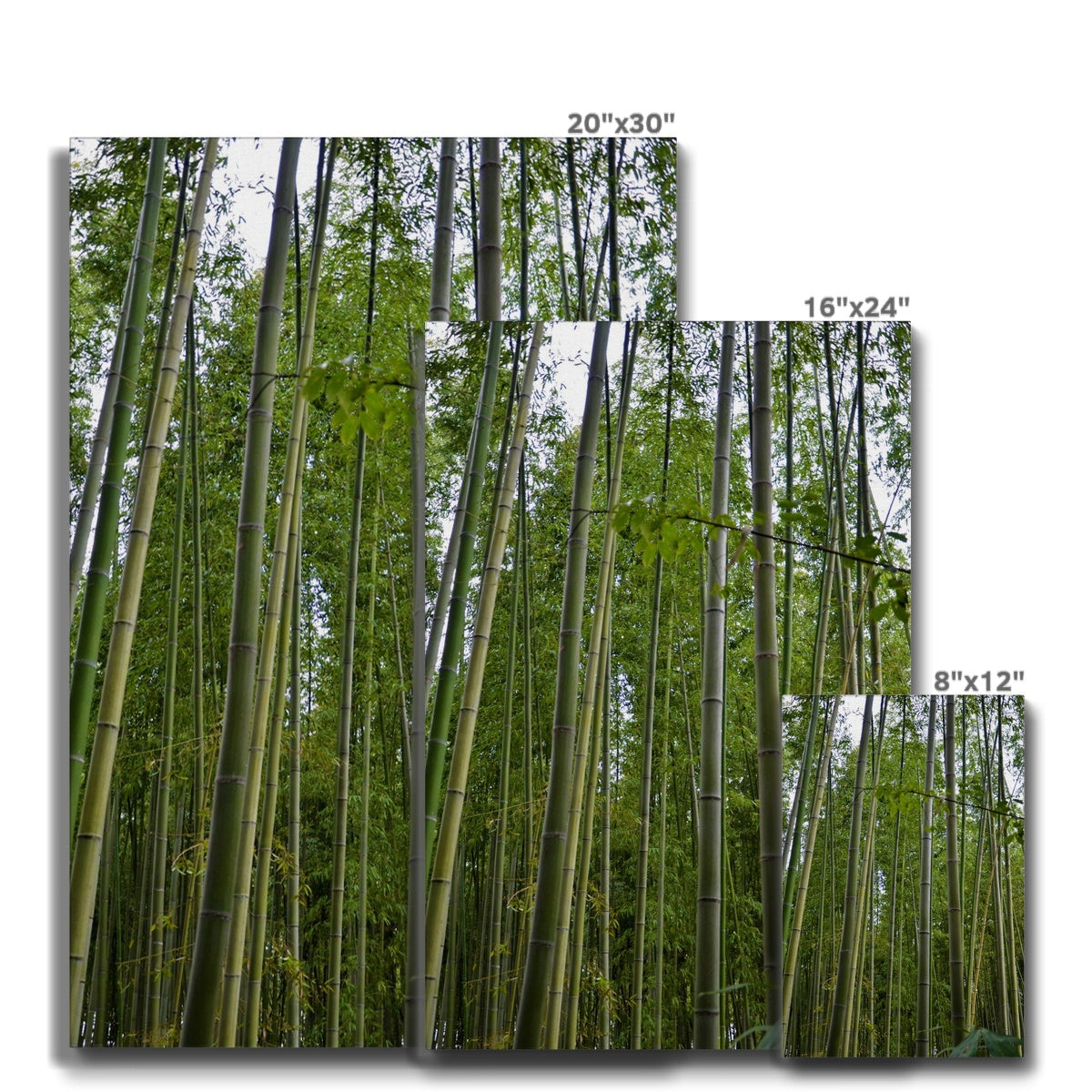 Nature: Bamboo Forest Eco Canvas