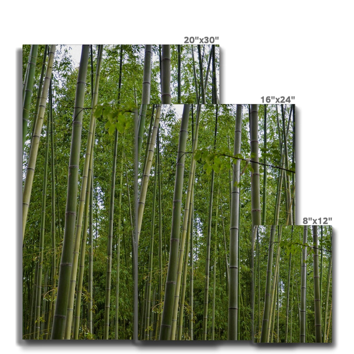 Nature: Bamboo Forest Eco Canvas