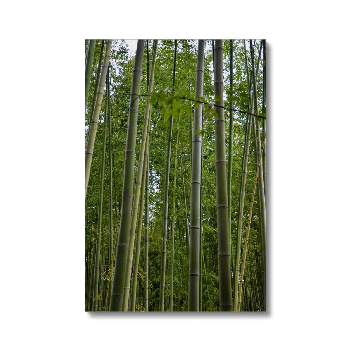 Nature: Bamboo Forest Eco Canvas