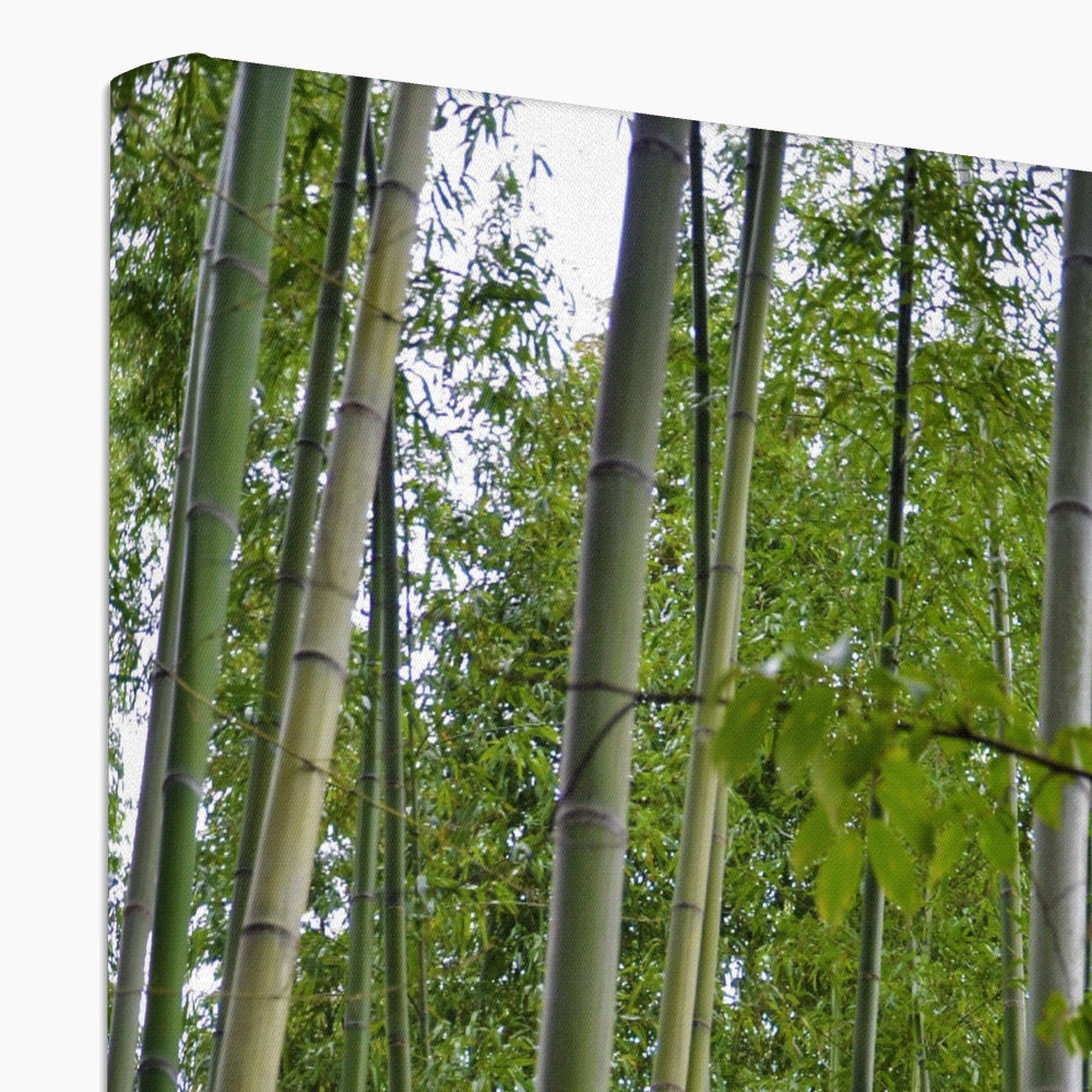Nature: Bamboo Forest Eco Canvas