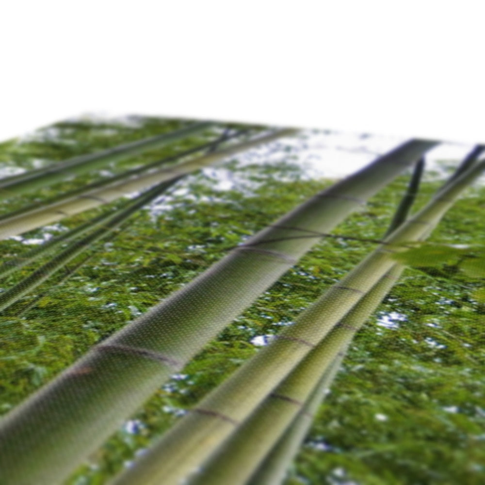 Nature: Bamboo Forest Canvas