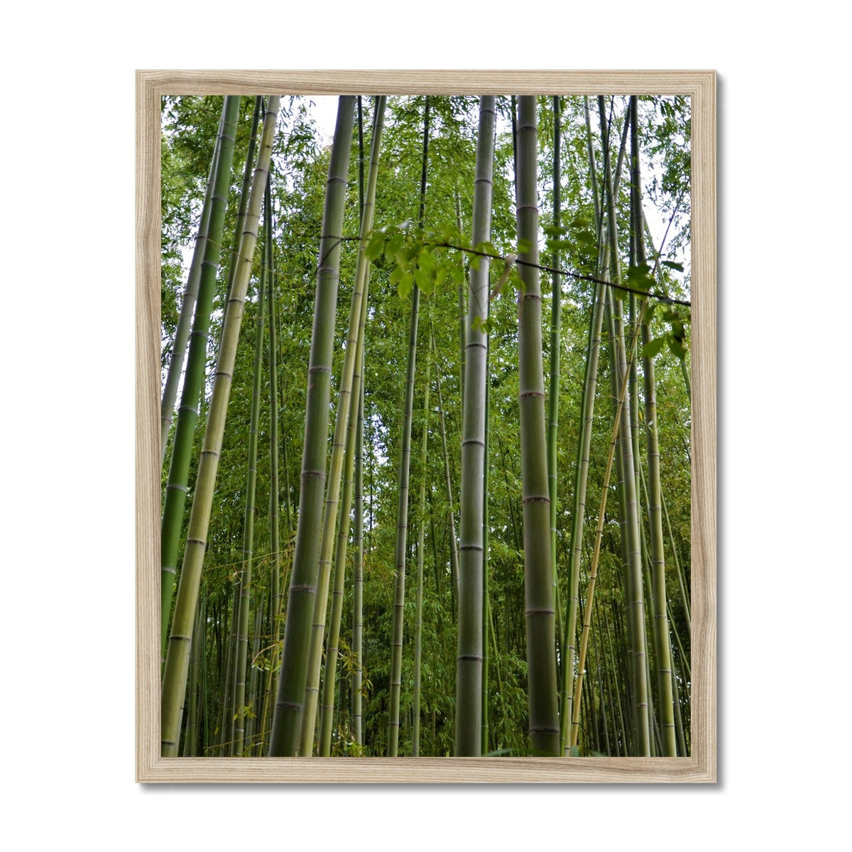 Nature: Bamboo Forest Framed Print