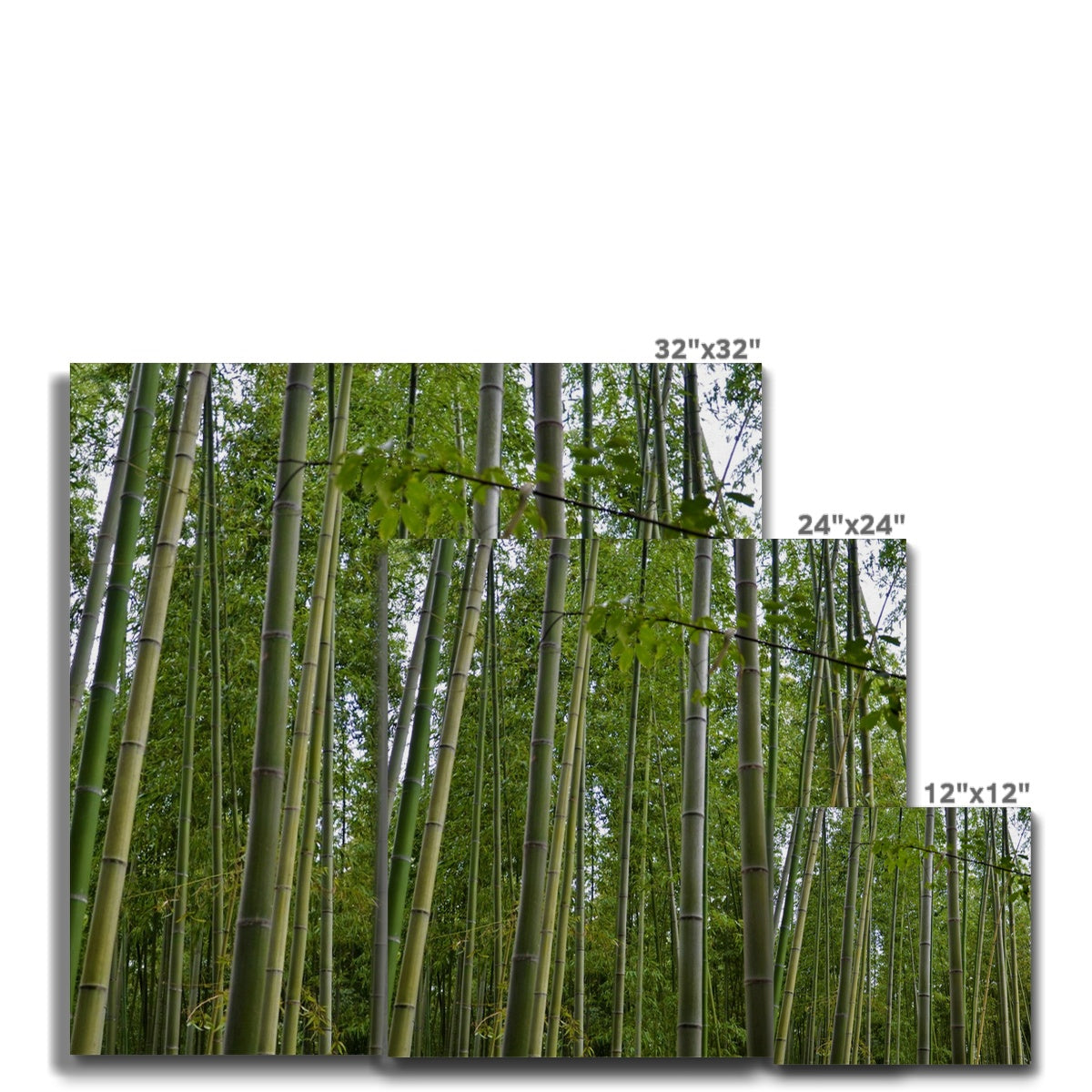 Nature: Bamboo Forest Canvas