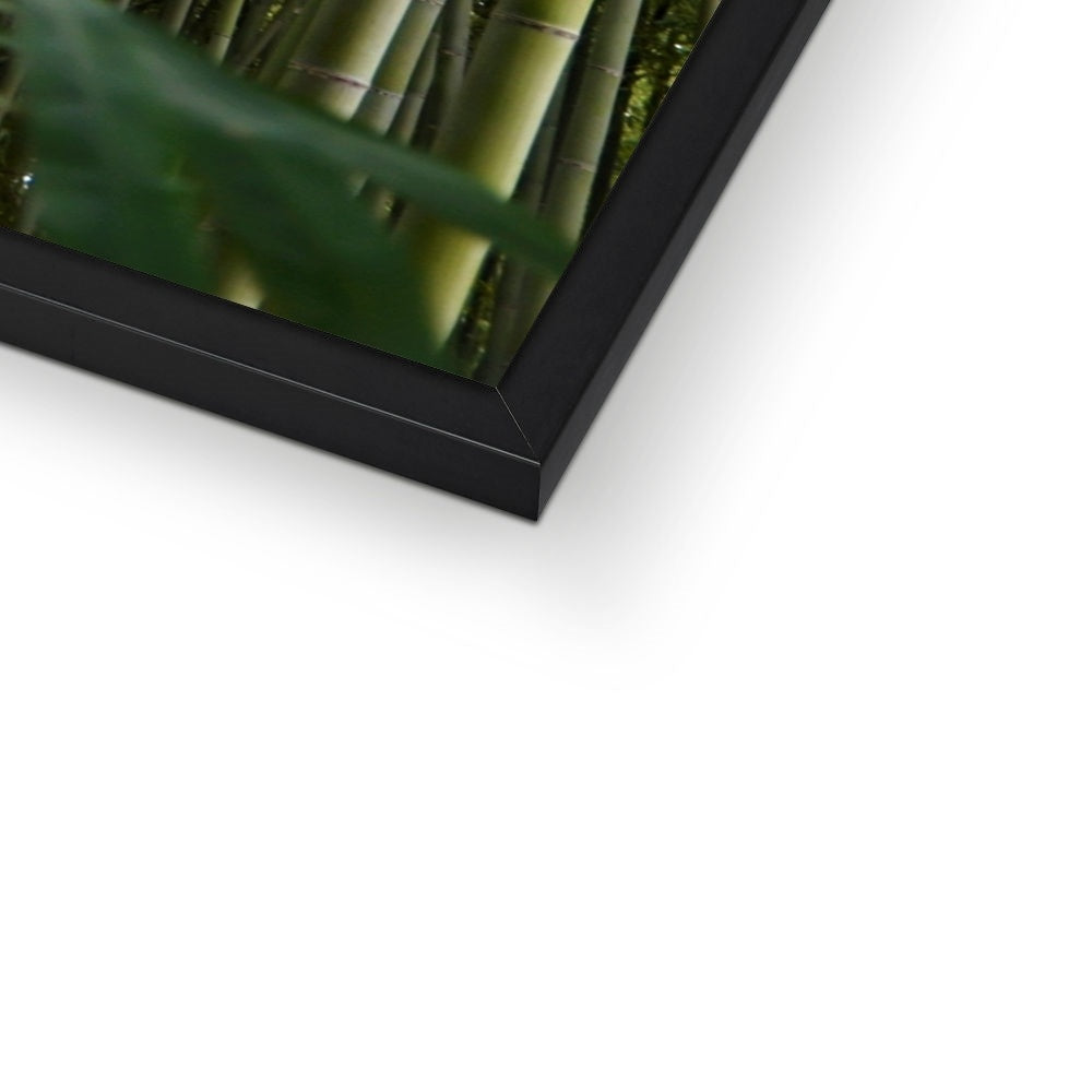 Nature: Bamboo Forest Framed Print