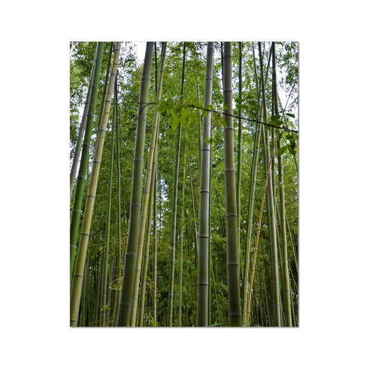 Nature: Bamboo Forest Fine Art Print