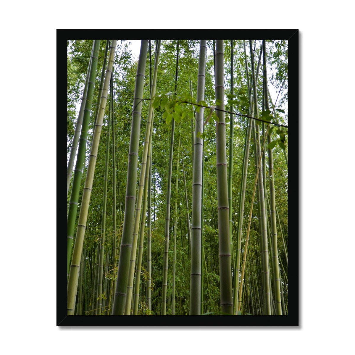 Nature: Bamboo Forest Framed Print