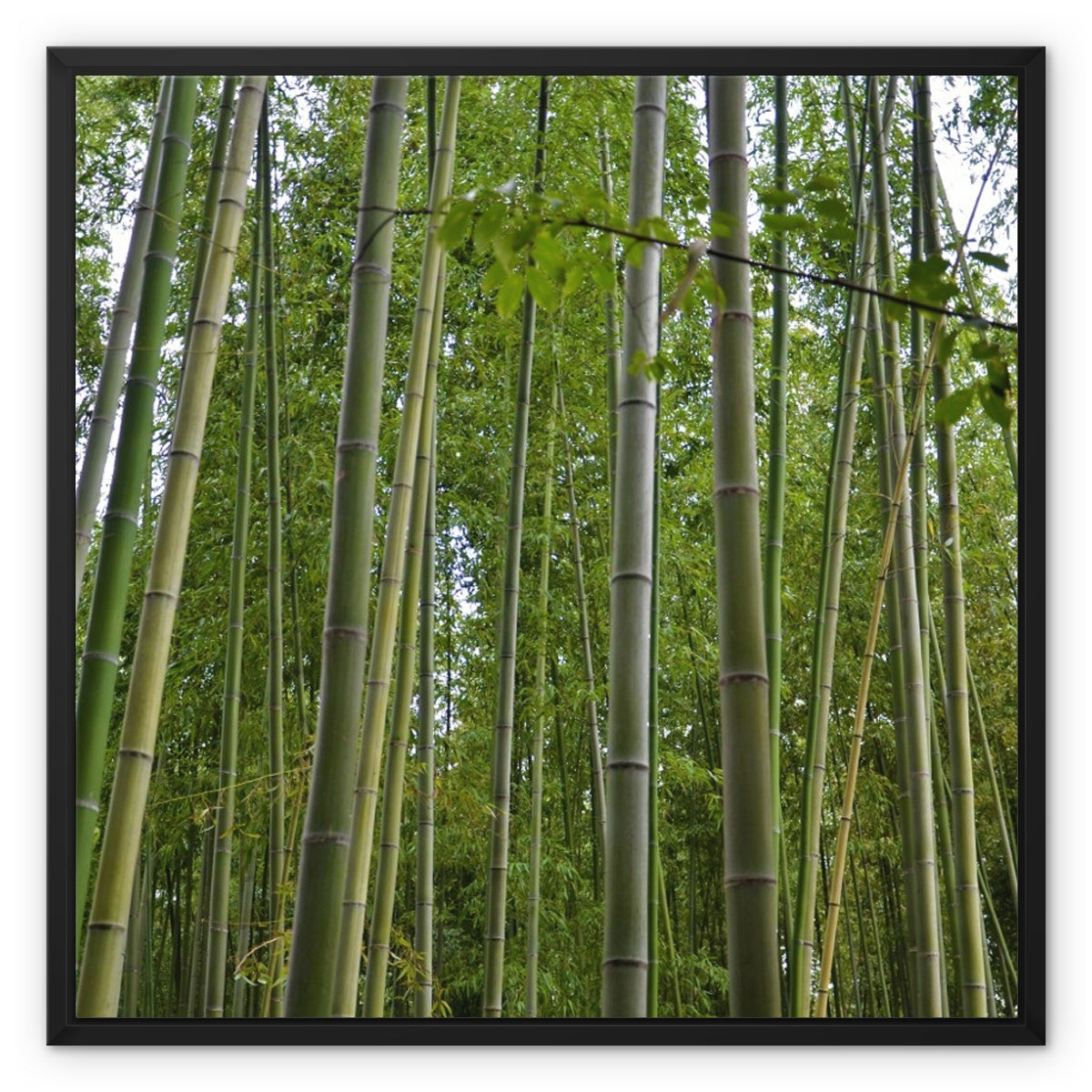 Nature: Bamboo Forest Framed Canvas