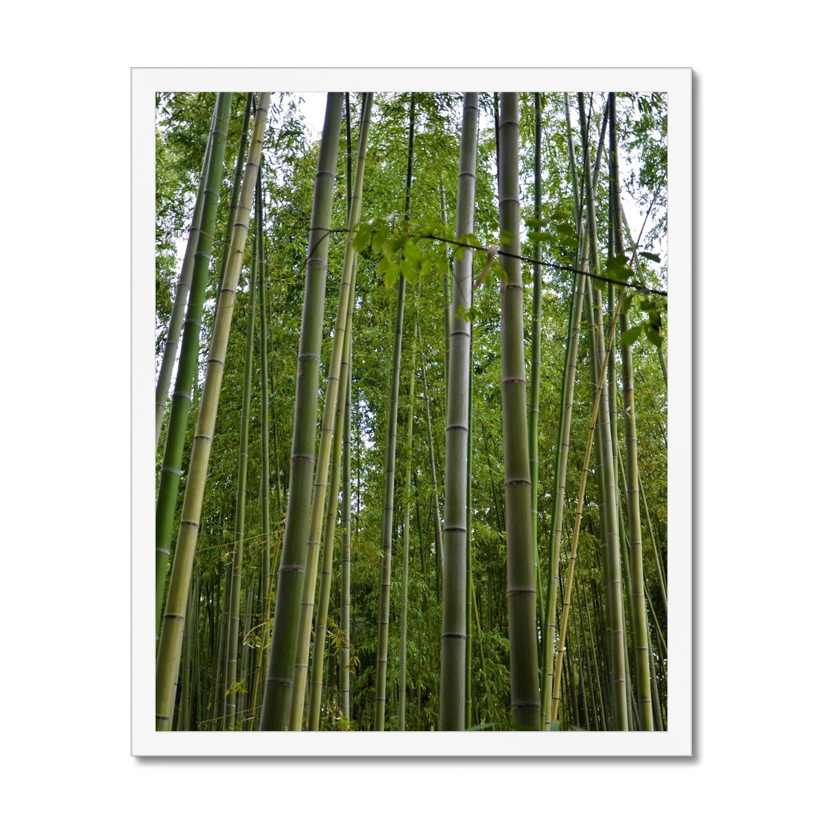 Nature: Bamboo Forest Framed Print