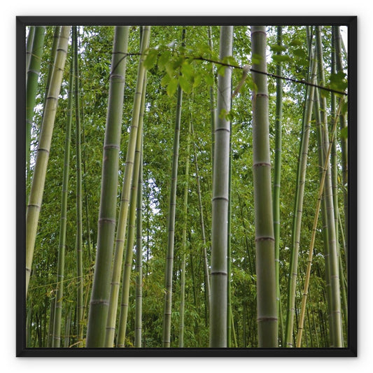 Nature: Bamboo Forest Framed Canvas