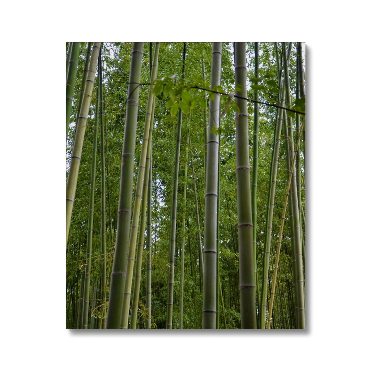 Nature: Bamboo Forest Canvas