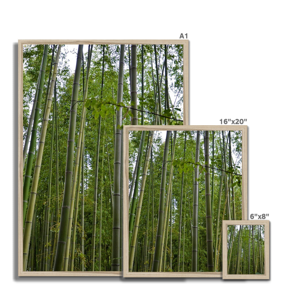 Nature: Bamboo Forest Framed Print