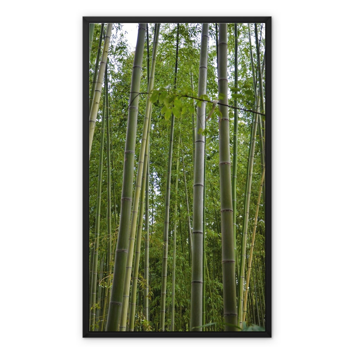 Nature: Bamboo Forest Framed Canvas