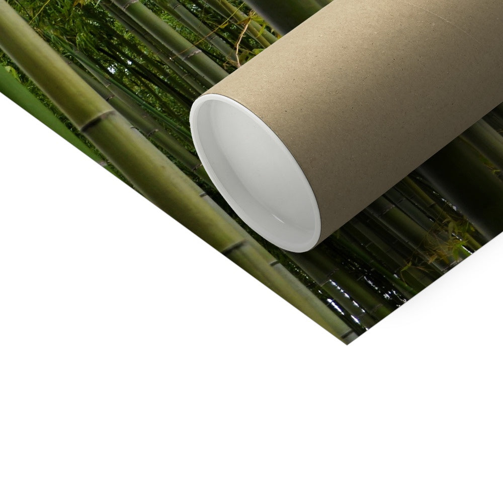 Nature: Bamboo Forest Fine Art Print