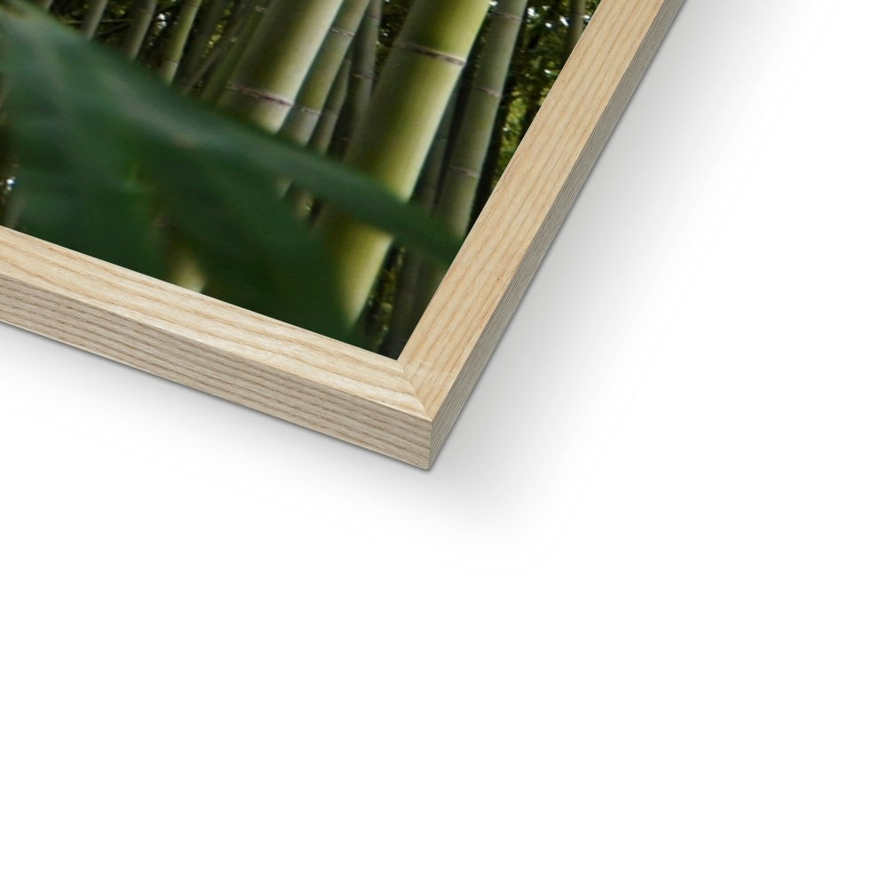 Nature: Bamboo Forest Framed Print