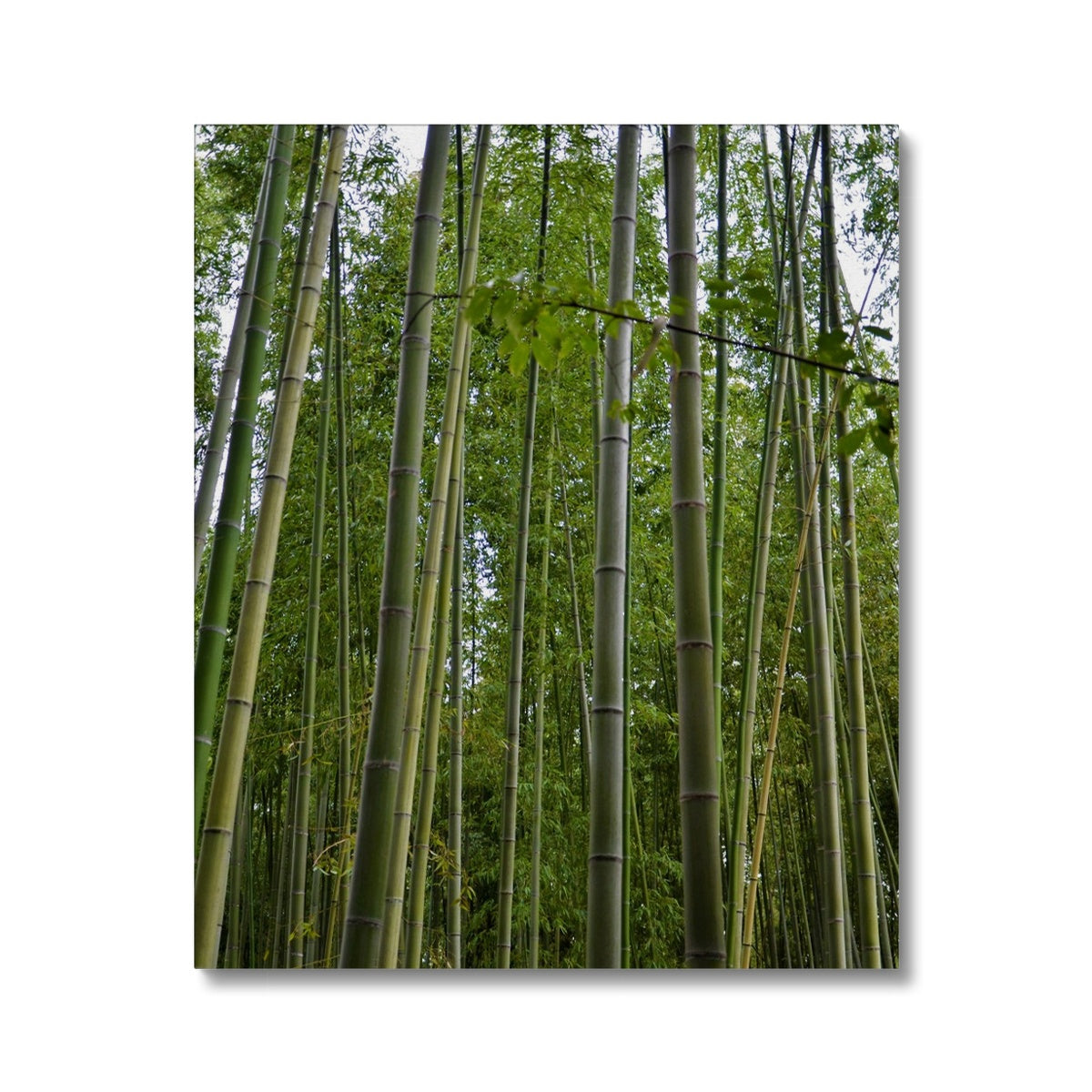 Nature: Bamboo Forest Canvas