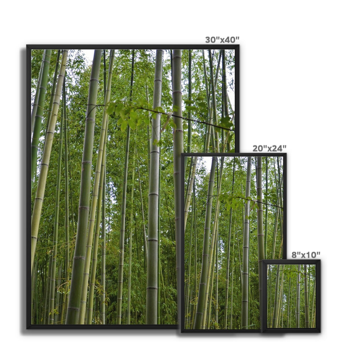 Nature: Bamboo Forest Framed Canvas