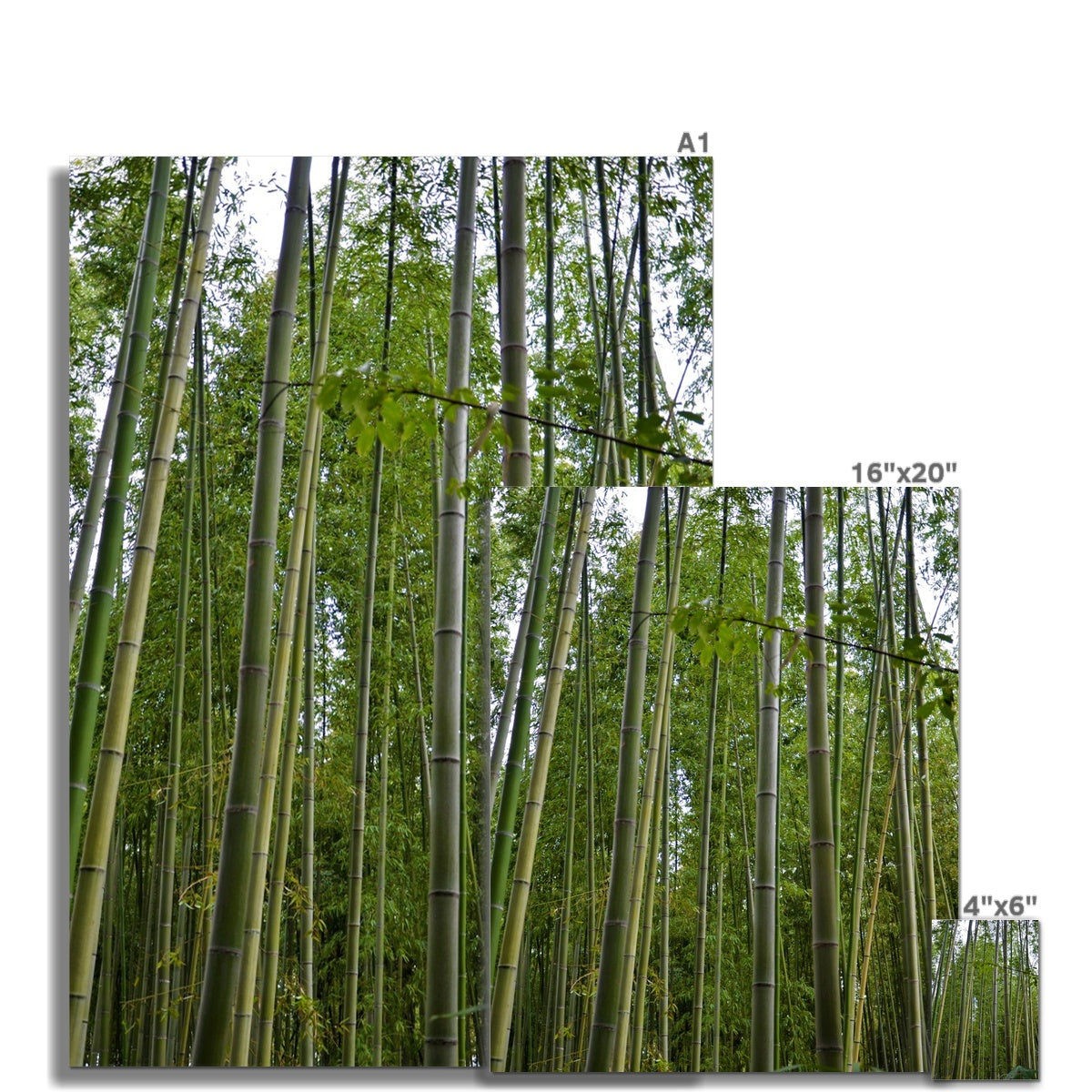 Nature: Bamboo Forest Fine Art Print