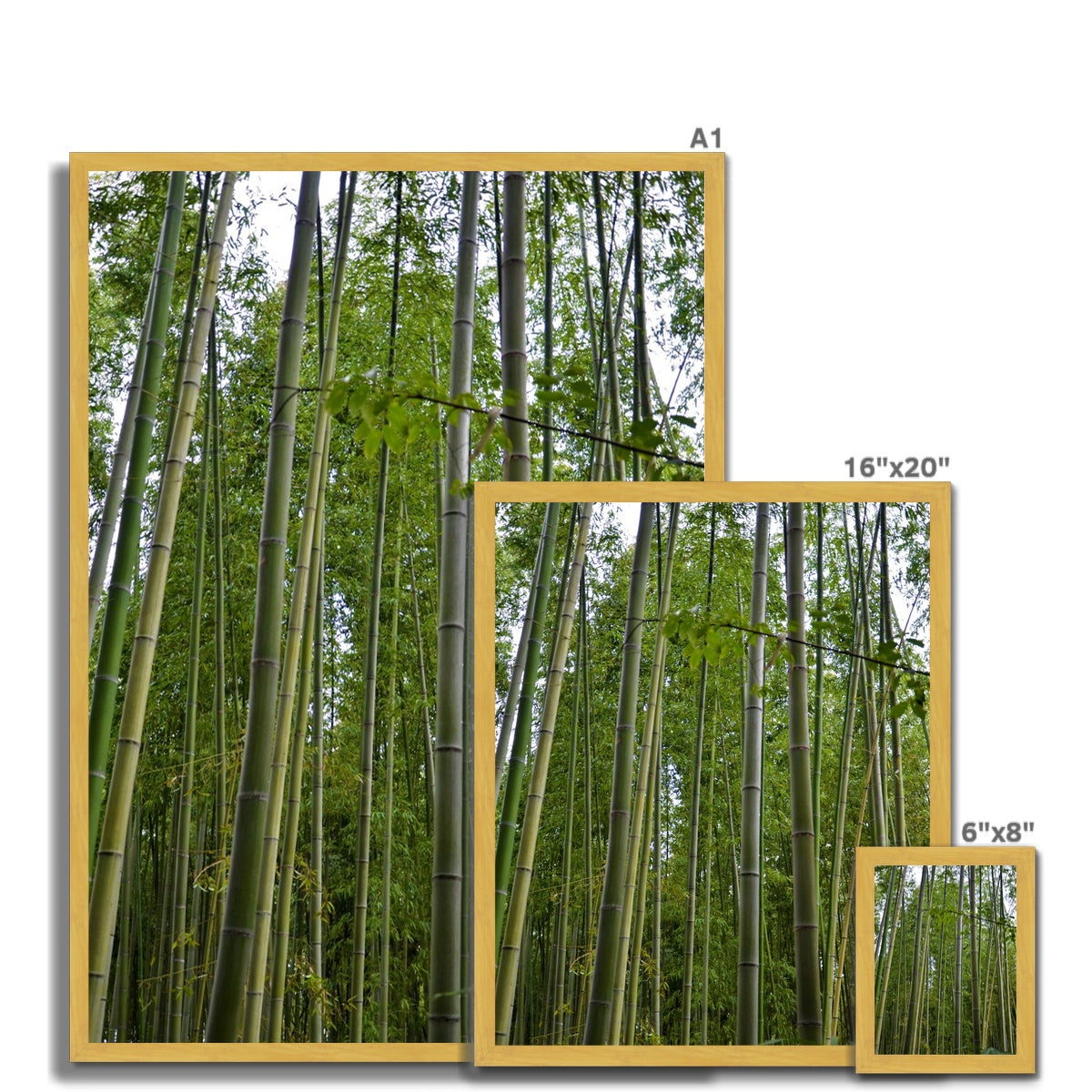 Nature: Bamboo Forest Antique Framed Print