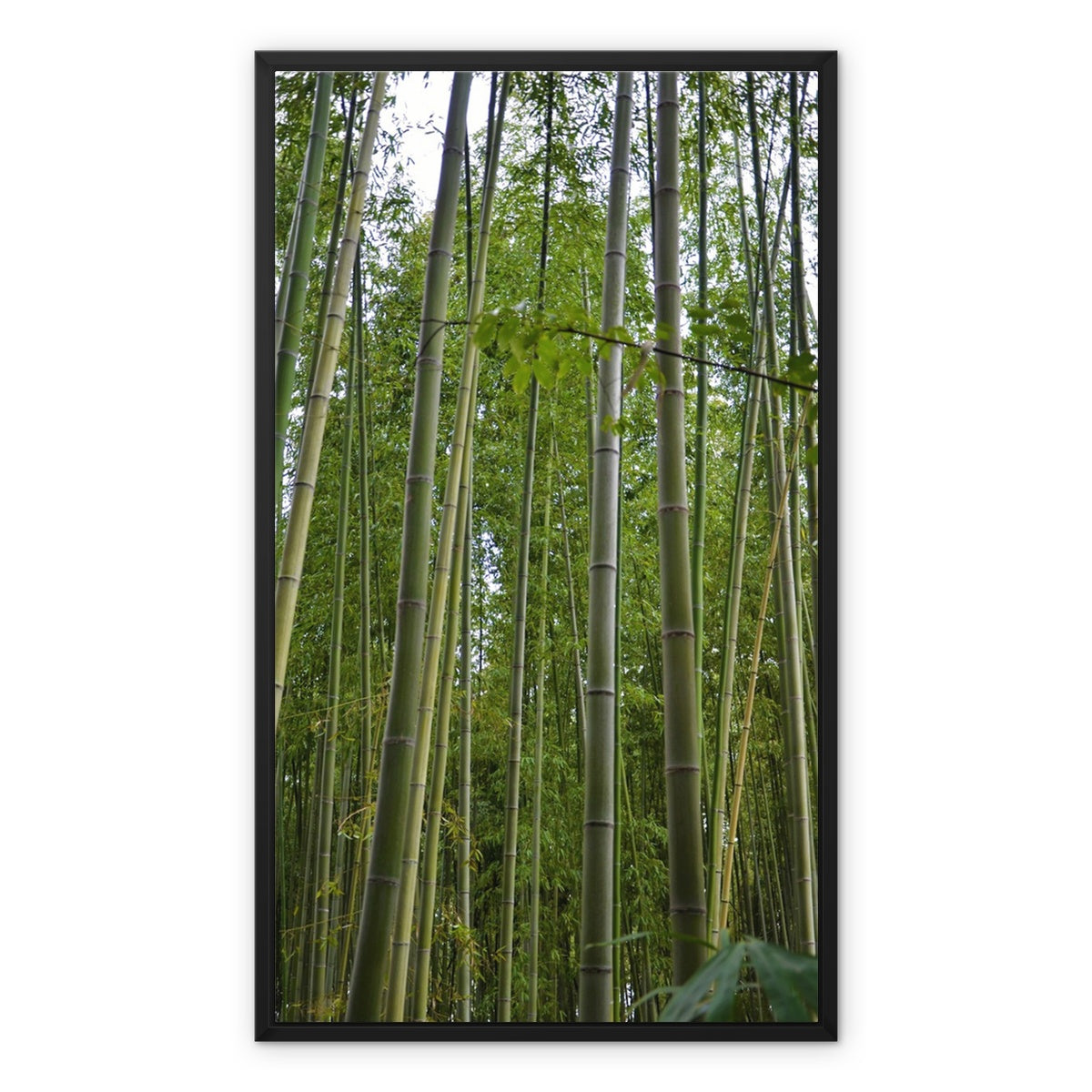 Nature: Bamboo Forest Framed Canvas