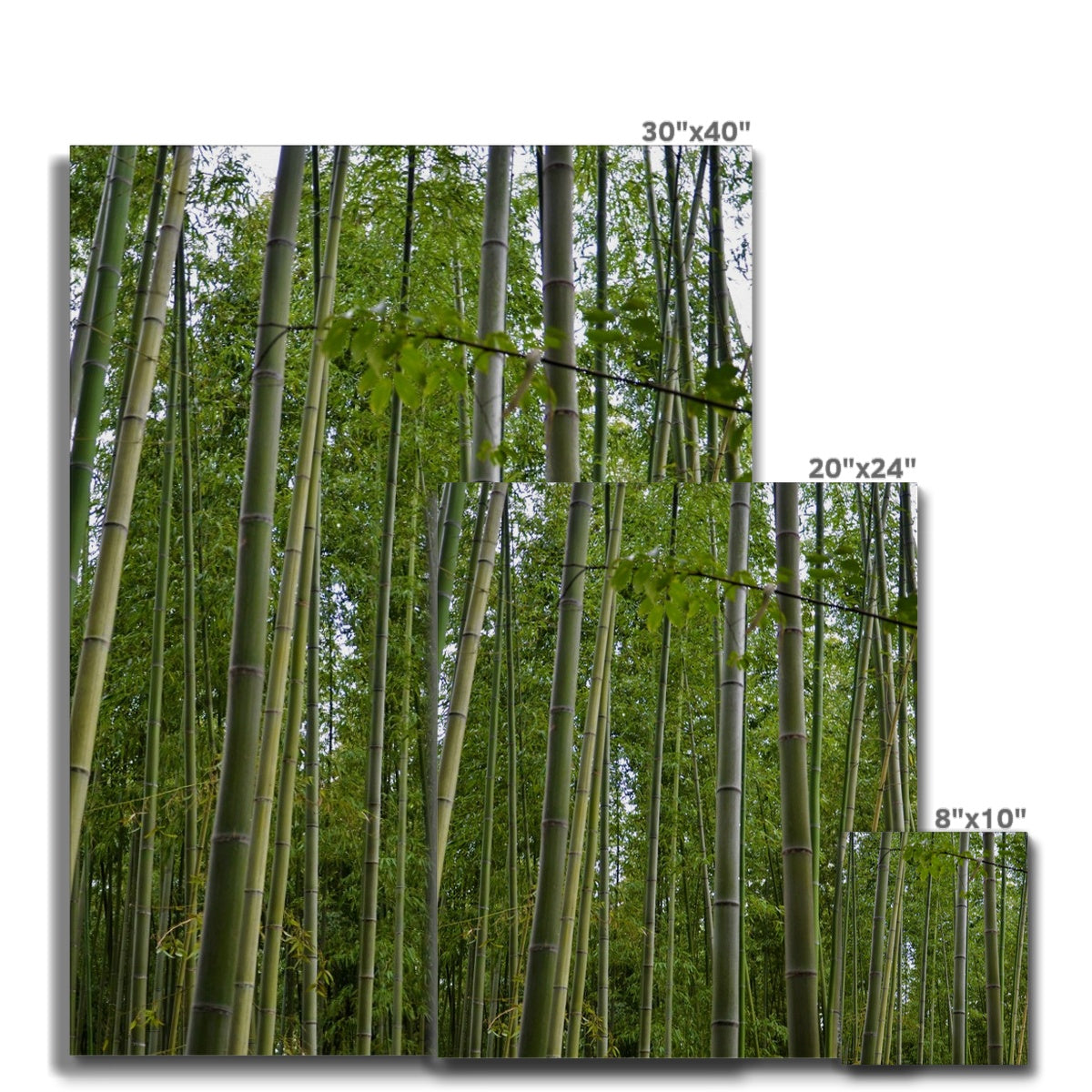 Nature: Bamboo Forest Canvas