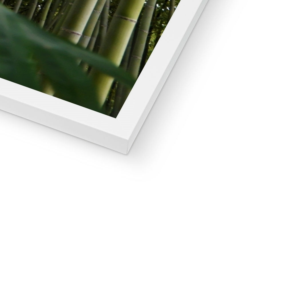 Nature: Bamboo Forest Framed Print