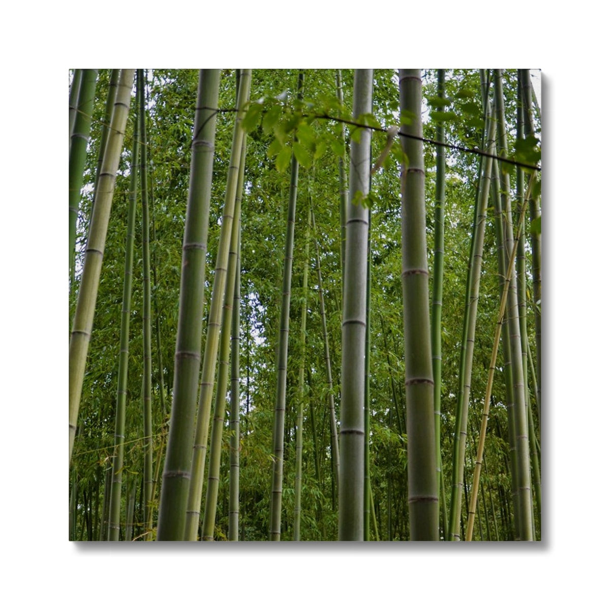 Nature: Bamboo Forest Canvas