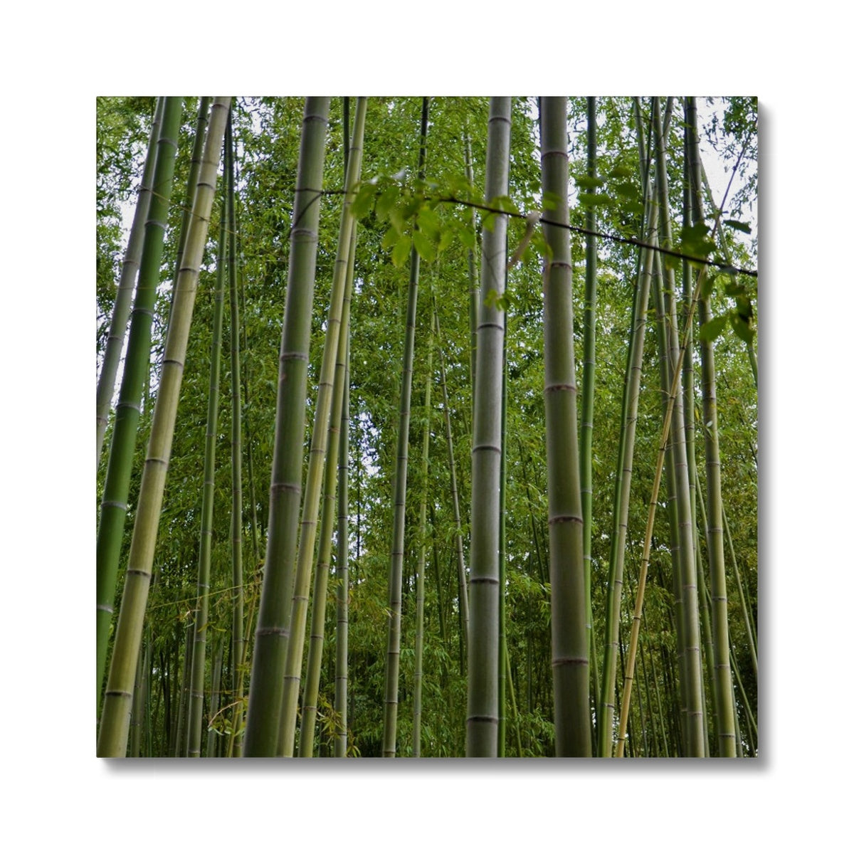 Nature: Bamboo Forest Canvas