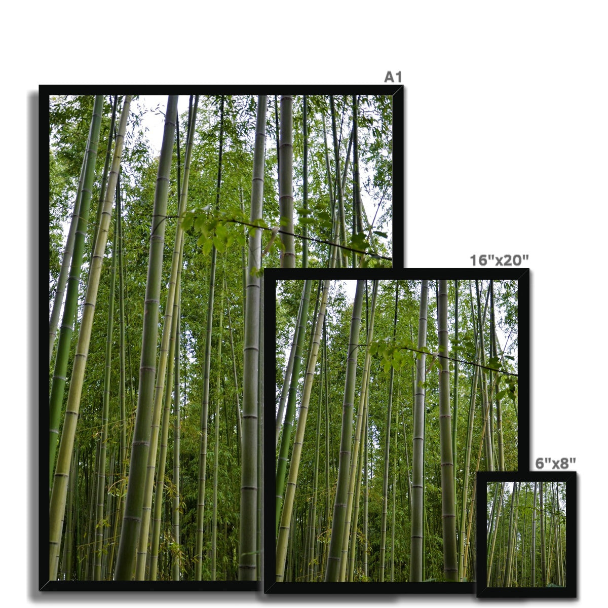 Nature: Bamboo Forest Framed Print