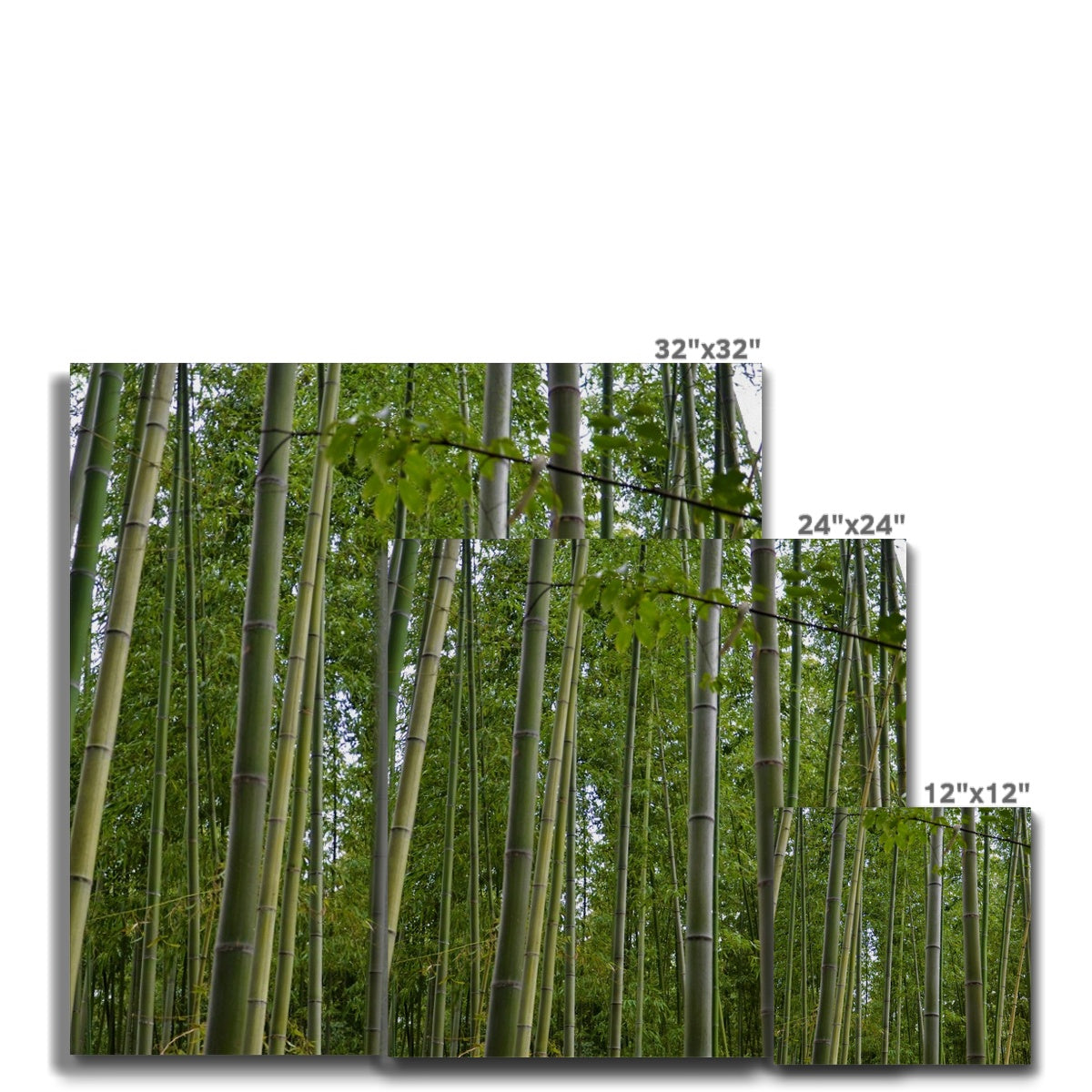 Nature: Bamboo Forest Canvas