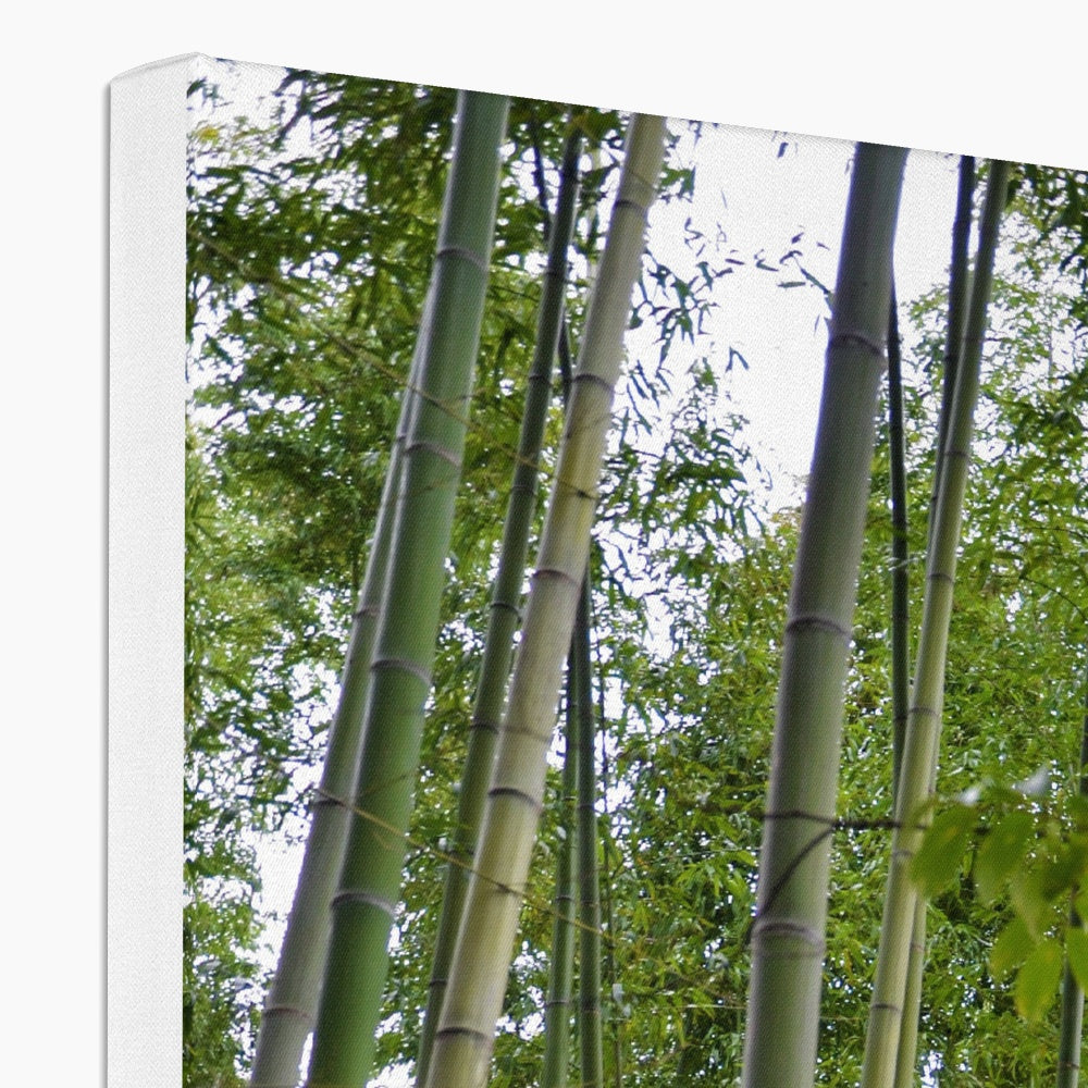 Nature: Bamboo Forest Canvas