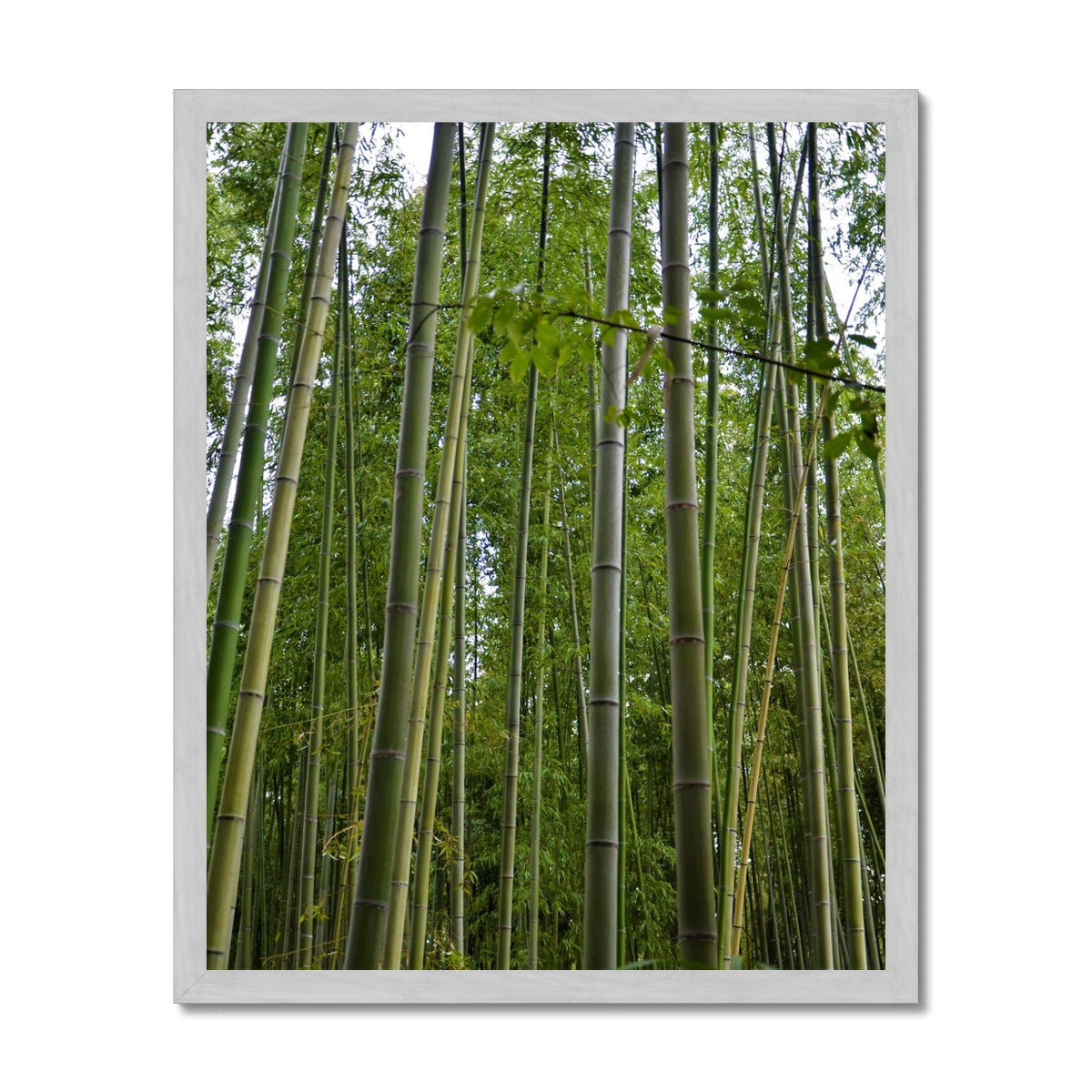 Nature: Bamboo Forest Antique Framed Print