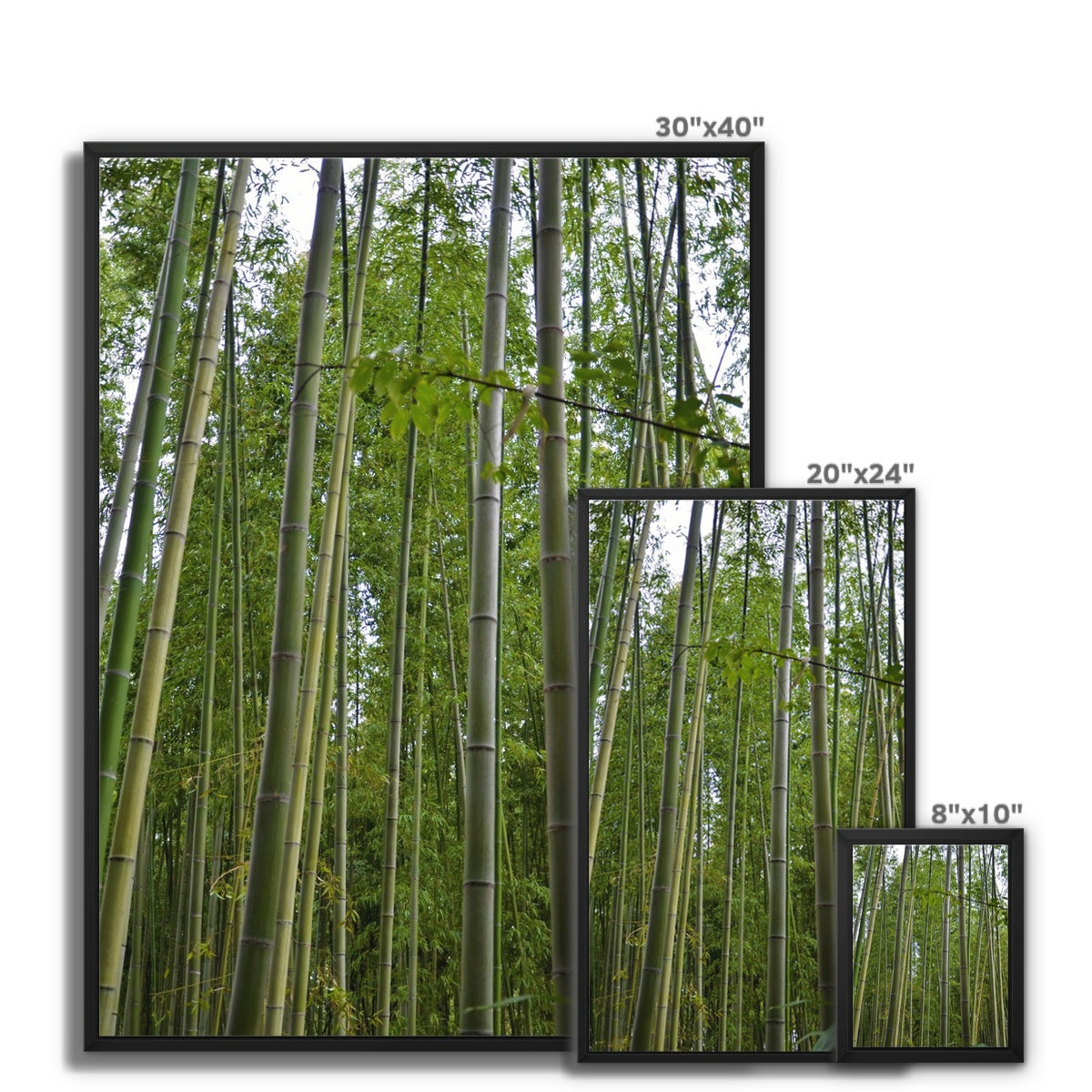 Nature: Bamboo Forest Framed Canvas