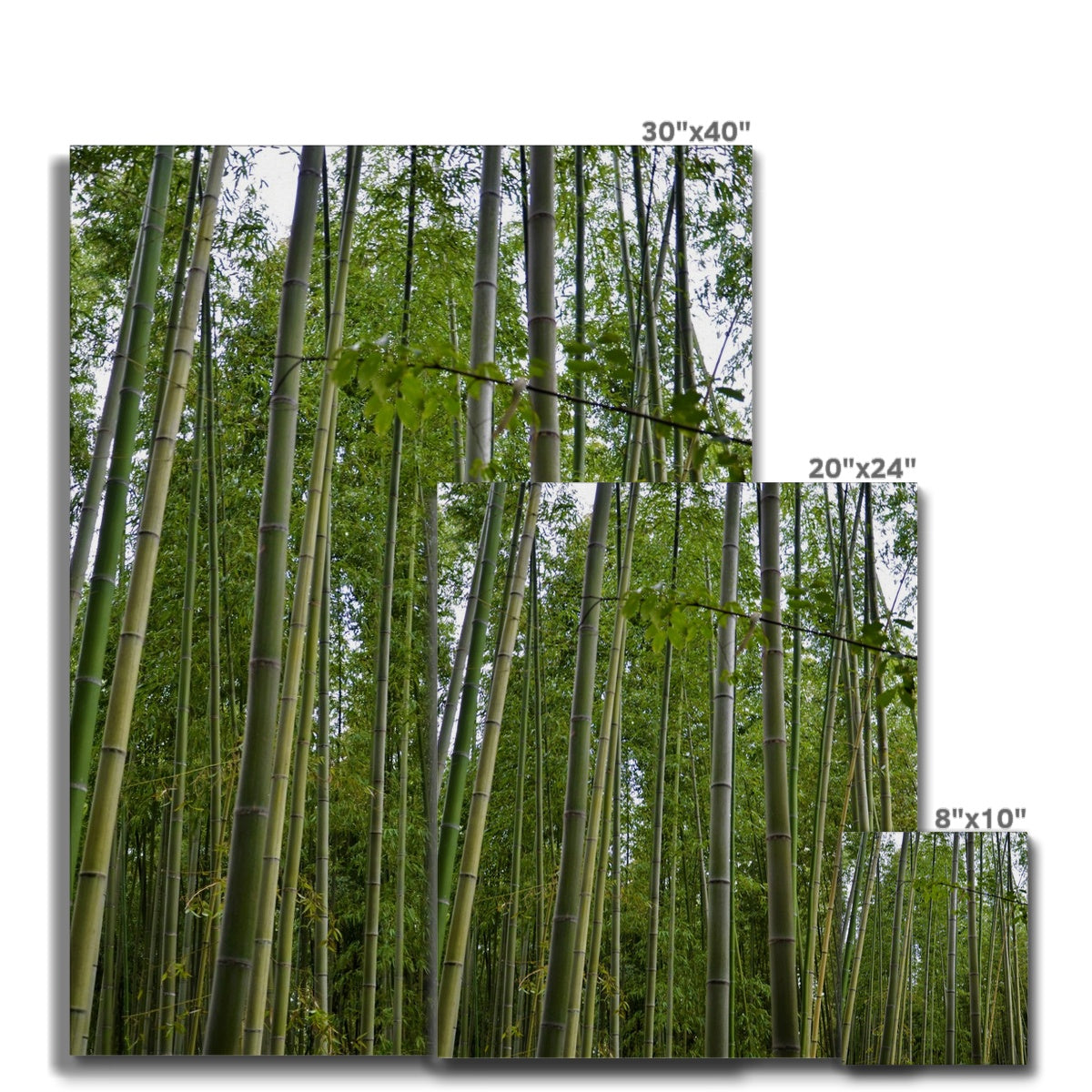 Nature: Bamboo Forest Canvas